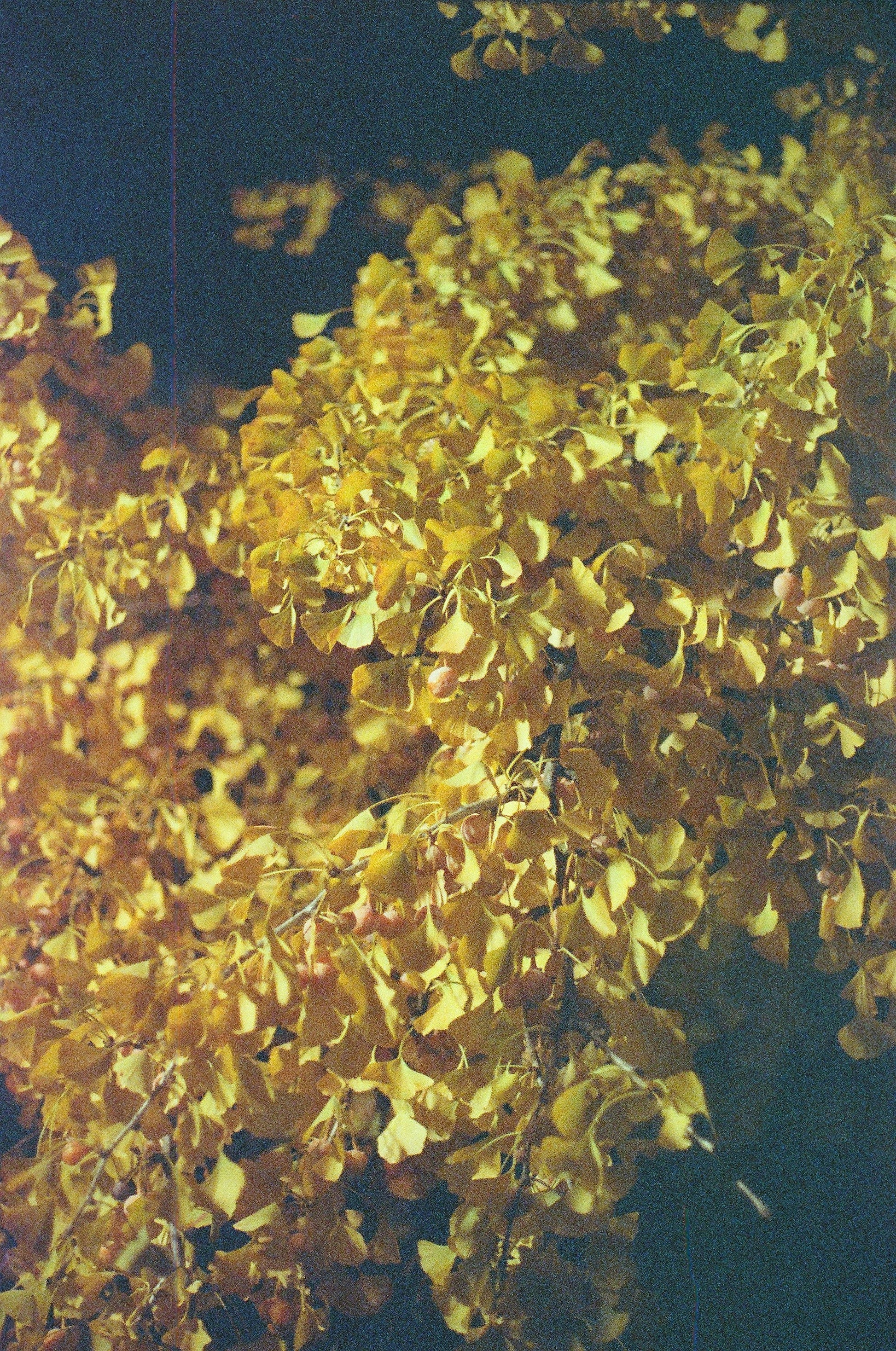 Oud Patchouli Resin Incense