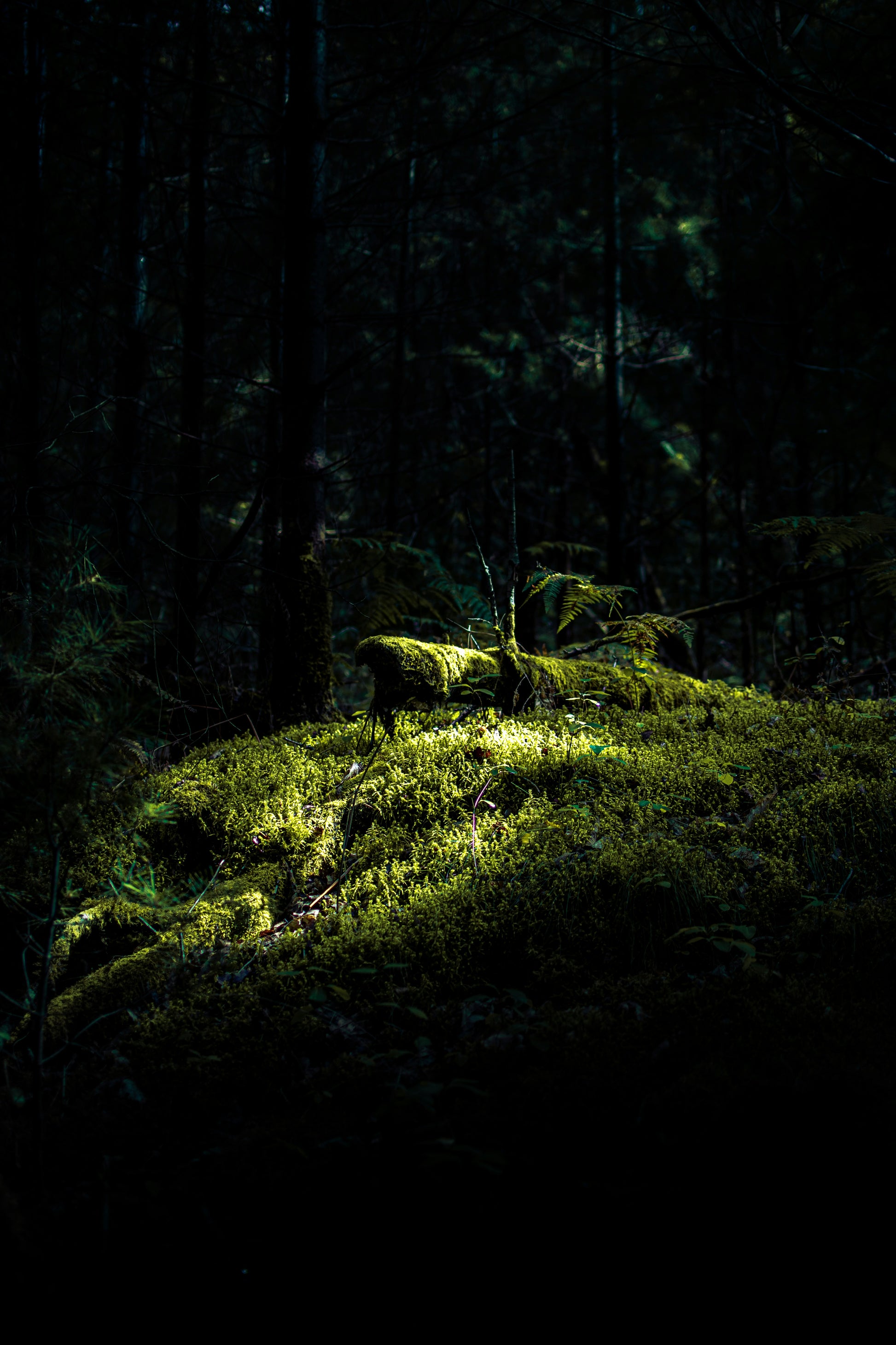 Oakmoss + Sage Candle